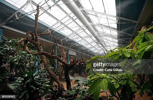Members of the press view the newly restored tropical birdhouse on March 20, 2008 in London, England. London Zoo opened its newly restored tropical...