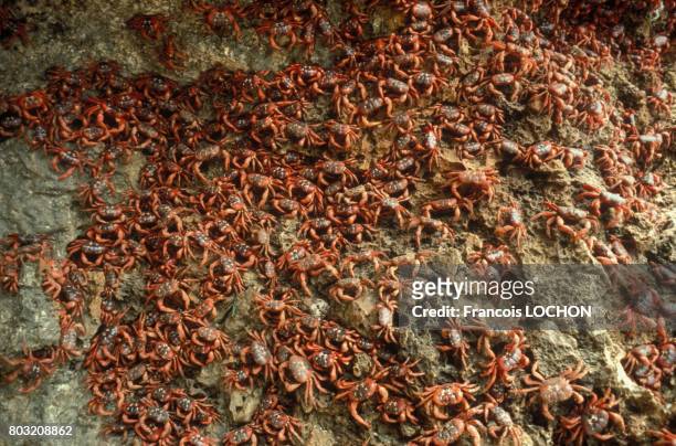 Crabes rouges de l'île Christmas en Australie.