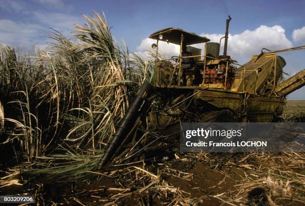 Récolte de canne à sucre en mai 1978 à Cuba.