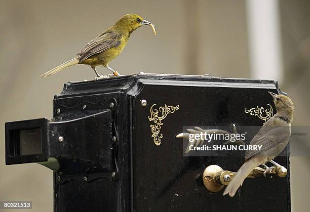 Montserrat Orioles are pictured in the Blackburn Pavilion at London Zoo, on March 20, 2008. London Zoo unveiled a GBP2.5m tropical bird enclosure in...