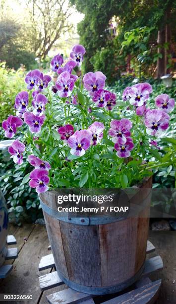 purple pansy flowers in pot - pansy fotografías e imágenes de stock