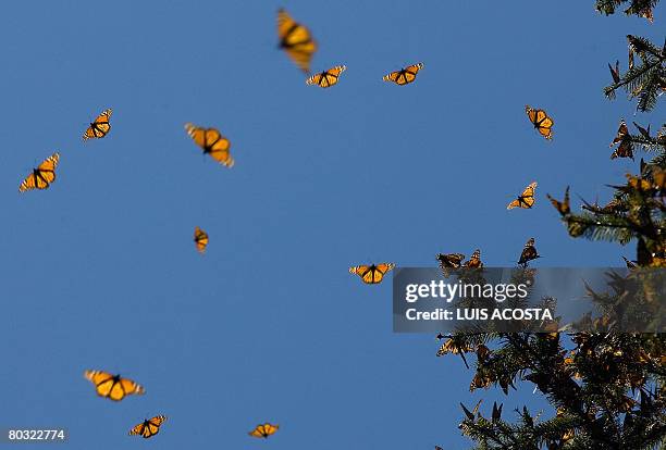 Picture of monarch butterflies taken on March 18, 2008 in the Oyamel forest at El Rosario sancturay in Angangueo, state of Michoacan, Mexico....