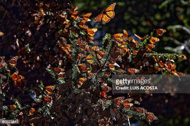 Picture of monarch butterflies taken on March 18, 2008 in the Oyamel forest at El Rosario sancturay in Angangueo, state of Michoacan, Mexico....