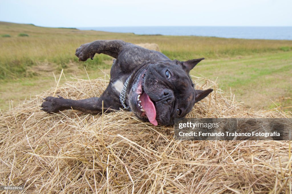 Tired and exhausted dog