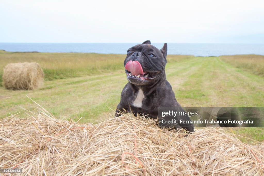 Dog over hay bale with tongue out by the heat