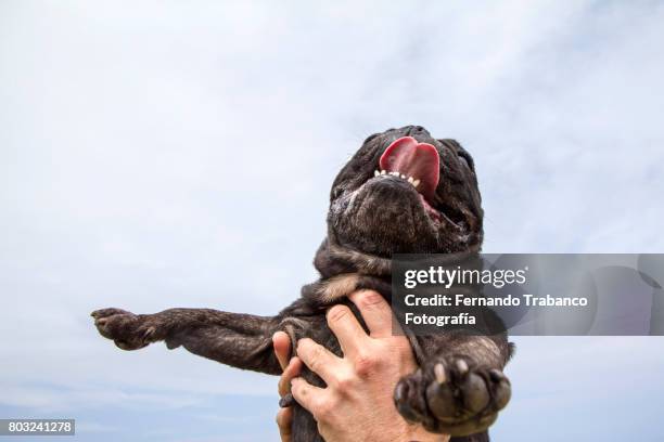 dog owner holds his dog tired by heat - buldogue francês imagens e fotografias de stock