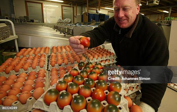 Walter Hoehne, egg producer and head of the organic farmer association CW Oeko Ei GmbH poses with a crate of coloured eggs on March 20, 2008 in...