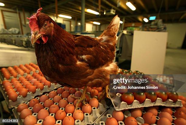 Hen swaggers over a crate of eggs in the farm hall of Walter Hoehne, egg producer and head of the organic farmer association CW Oeko Ei GmbH on March...