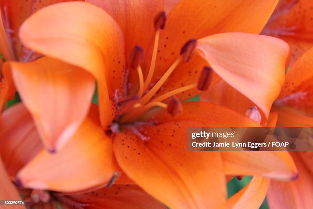Stargazer lily