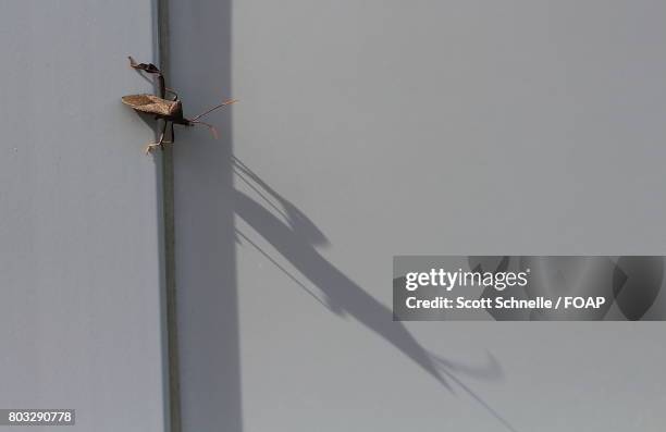 assassin bug on wall - kissing bug fotografías e imágenes de stock