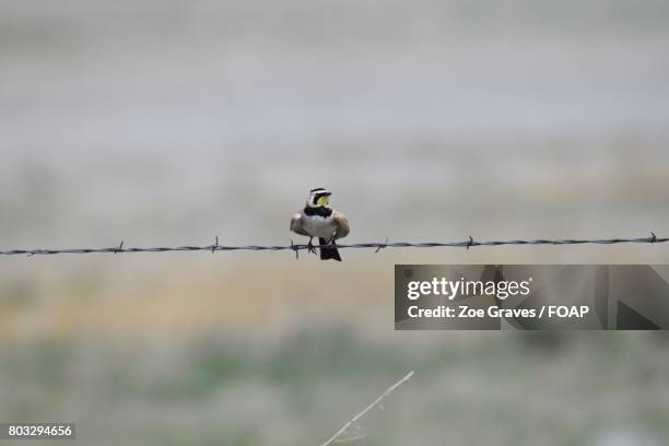 Wire Lark Horned Lark Photos and Premium High Res Pictures - Getty Images