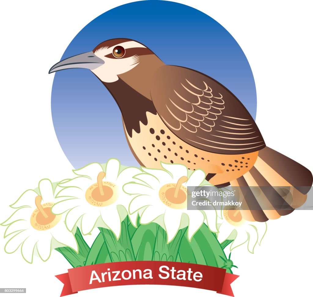 Cactus wren