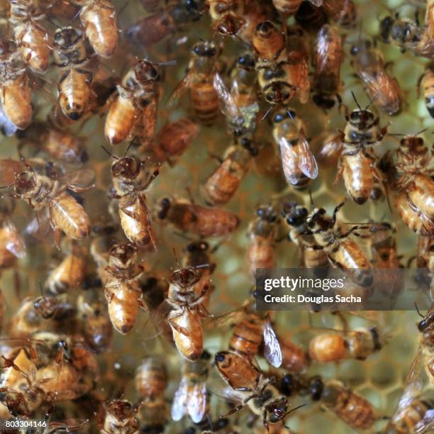 Worker Insects Worker Insect Photos and Premium High Res Pictures - Getty Images