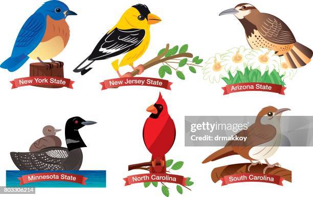 united states birds - albany v kentucky stock illustrations