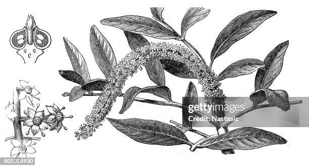 jaborandi (pennatifolius pilocarpus) - pilocarpus jaborandi stock illustrations