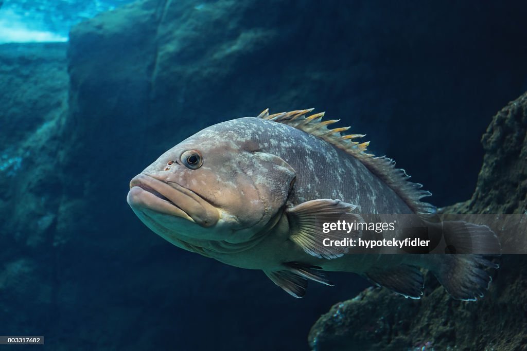 Polyprion americanus, Wreckfish