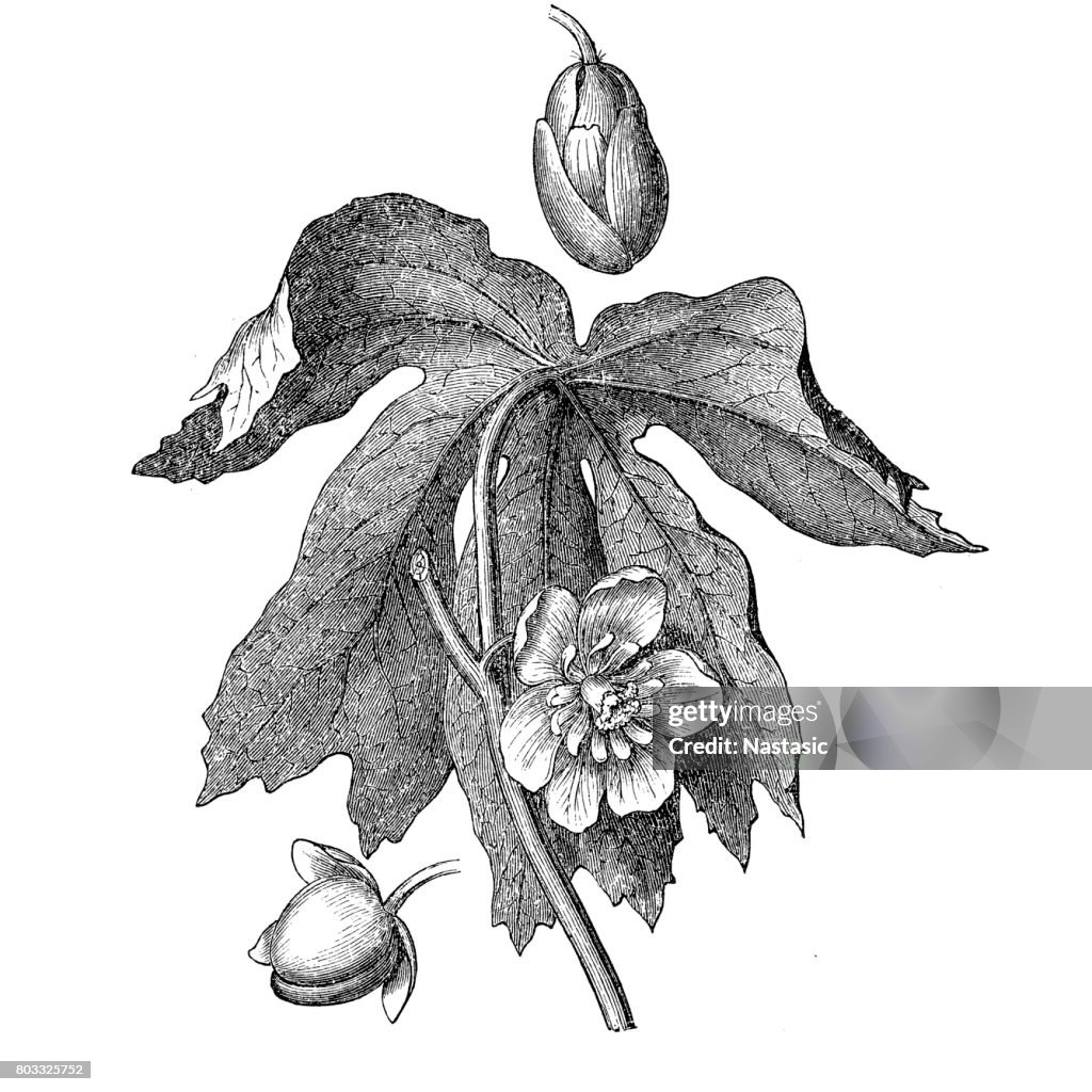 Mayapple, American mandrake, wild mandrake, and ground lemon (podophyllum peltatum)