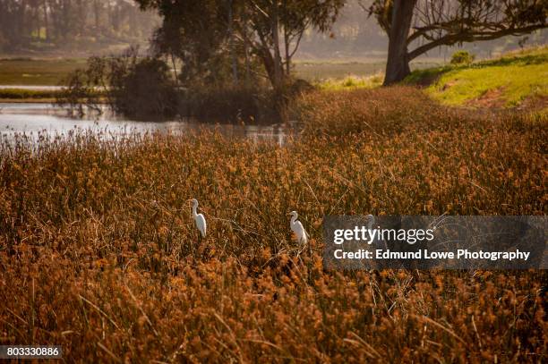 three great egrets (ardea alba) hunt for fish in elkhorn slough reserve- moss landing, california. - watershed 2017 stock pictures, royalty-free photos & images