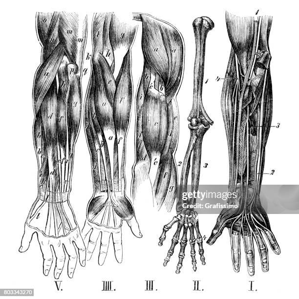 medizinische illustration der menschlichen arme mit muskeln, knochen und nervensystem - biomedizinische illustration stock-grafiken, -clipart, -cartoons und -symbole