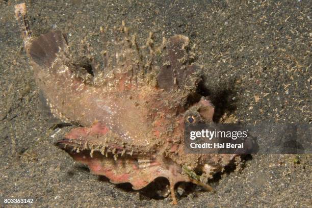 spiny devilfish - spiny devilfish stock pictures, royalty-free photos & images