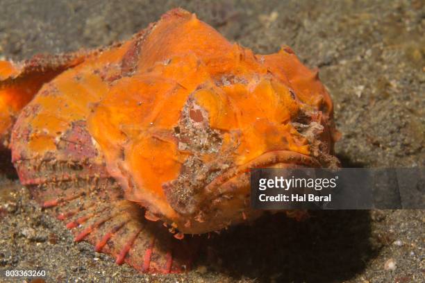 flasher scorpionfish close-up front view - flasher fotografías e imágenes de stock