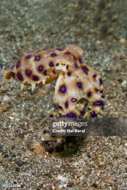 greater blue-ringed octopus - blue ringed octopus stockfoto's en -beelden