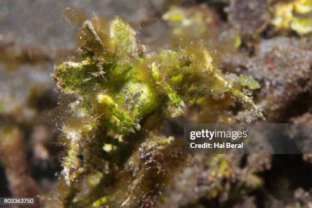 halimeda crab camouflaged in halimeda algae - halimeda stock pictures, royalty-free photos & images