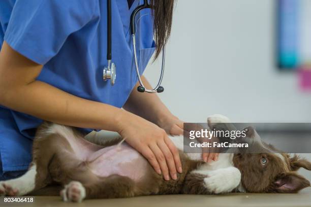 border collie recibe un masaje de veterinario - veterinary fotografías e imágenes de stock