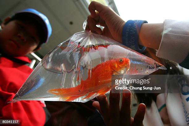 South Koreans holds goldfish during a "World Water Day" festival on March 22, 2008 in Seoul, South Korea. World Water Day is an international day of...