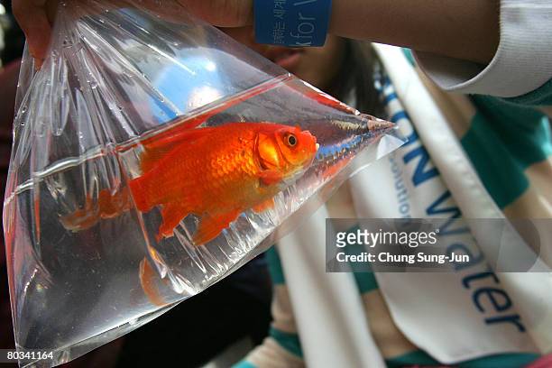 South Koreans holds goldfish during a "World Water Day" festival on March 22, 2008 in Seoul, South Korea. World Water Day is an international day of...