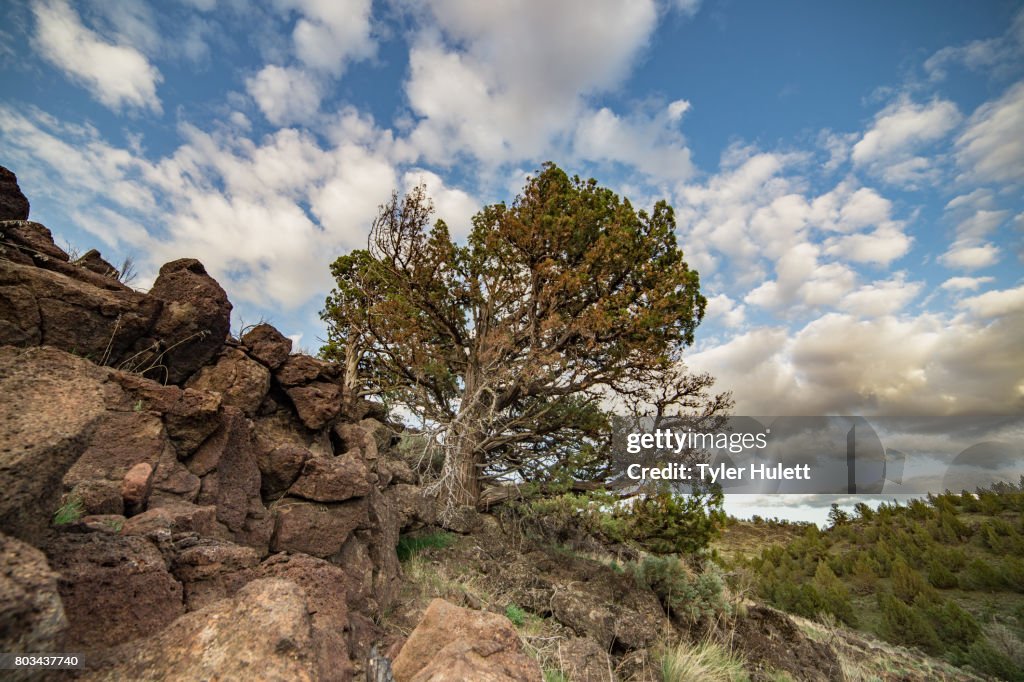 Bent and weathered old growth juniper tree under dramatic sky