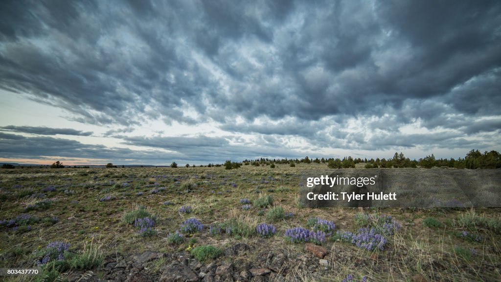 Dramatic sky and lupine wildflowers at sunset