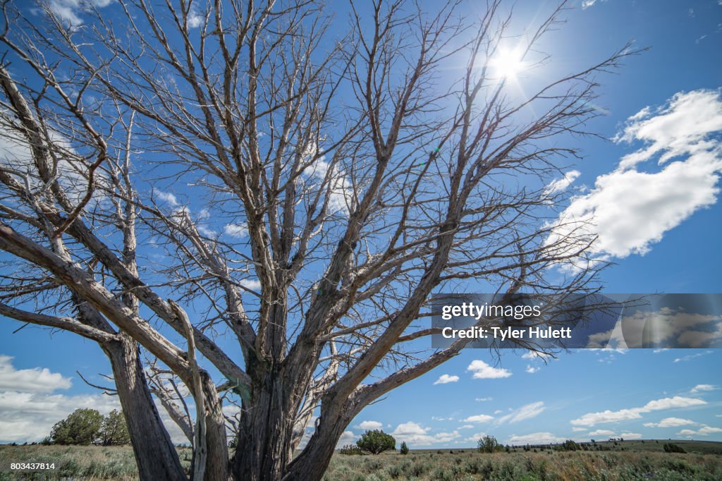 Hot desert sun kills tree during a drought - sign of a changing climate