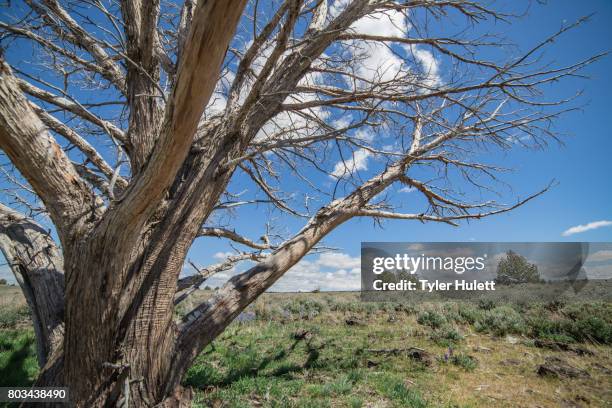 dramatic dead snag in the desert - frenchglen stock-fotos und bilder