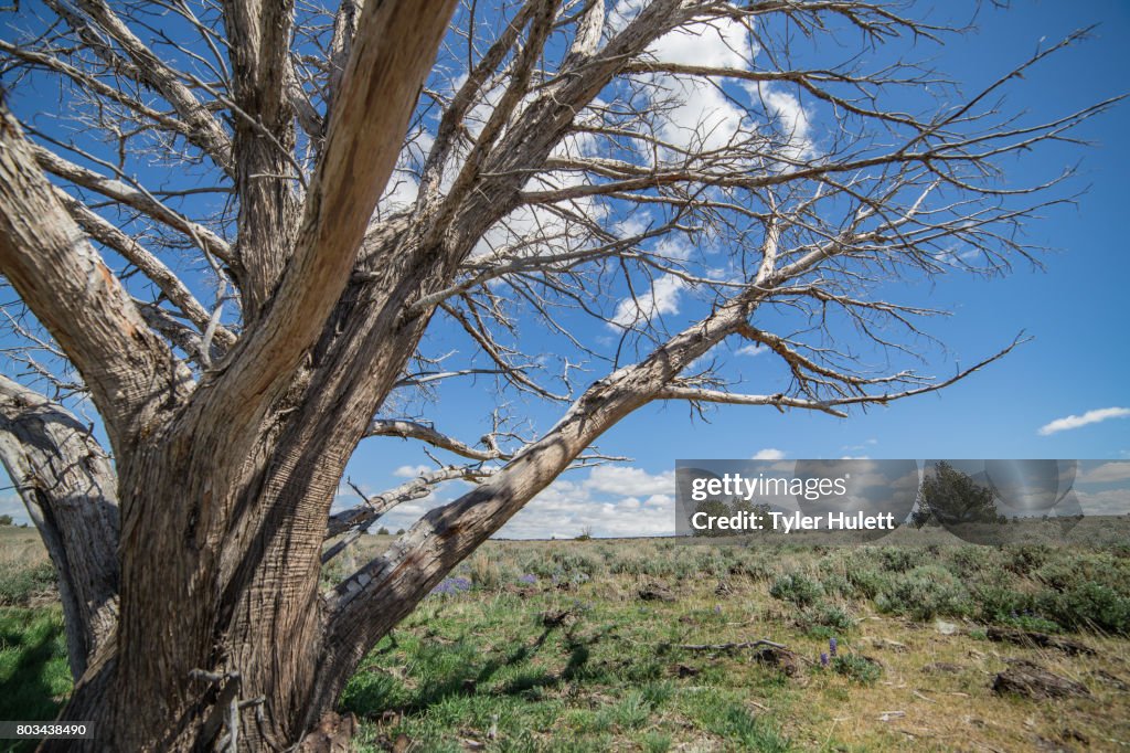 Dramatic dead snag in the desert