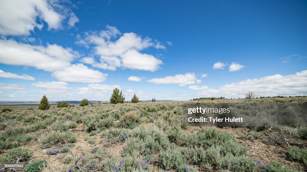 Empty desert under blue skies in spring