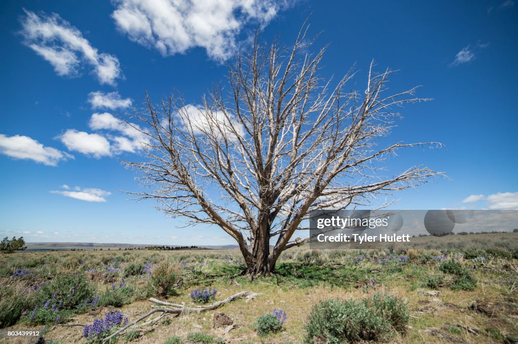 Dramatic single dead snag in the desert