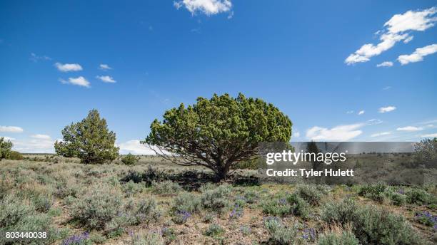 unique shape juniper tree - frenchglen stock-fotos und bilder