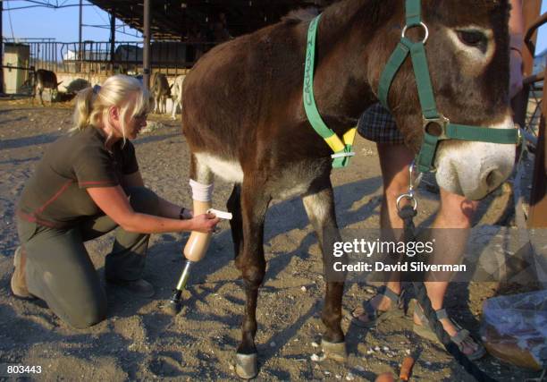 Lucy Fensom, founder of Safe Haven for Donkeys in the Holy Land, or www.safehaven4donkeys.com, tends to Cachou as she attaches the an artificial leg...