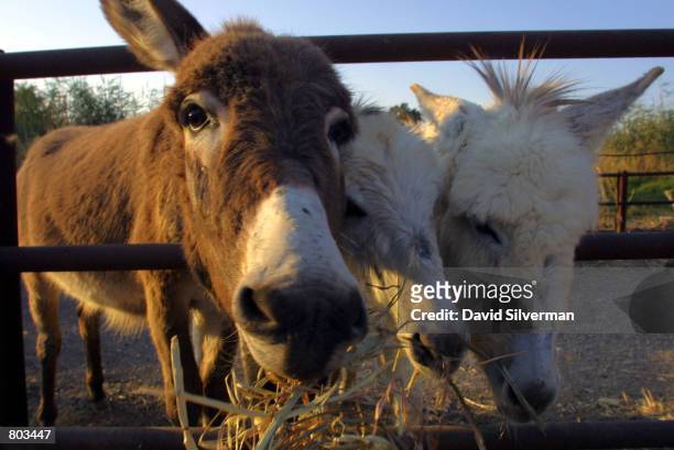 Rescued donkeys nibble on their dinner in the compound of the animal welfare charity Safe Haven for Donkeys in the Holy Land, or...