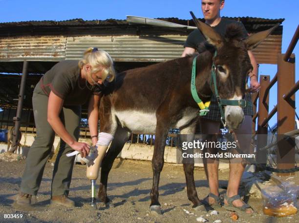 Lucy Fensom, founder of Safe Haven for Donkeys in the Holy Land, or www.safehaven4donkeys.com, tends to Cachou as she attaches the an artificial leg...