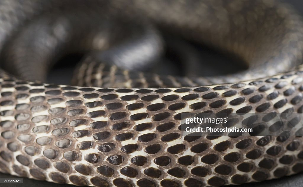 Close-up of a curled up cobra