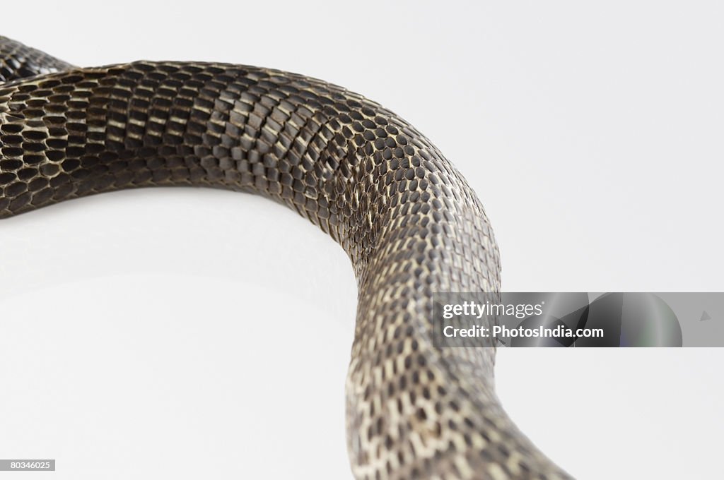 Close-up of a cobra changing its skin