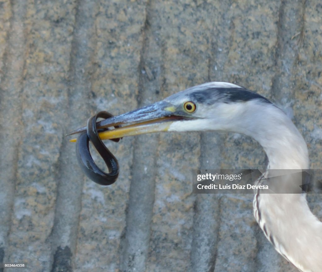 Heron with an eel in its beak.