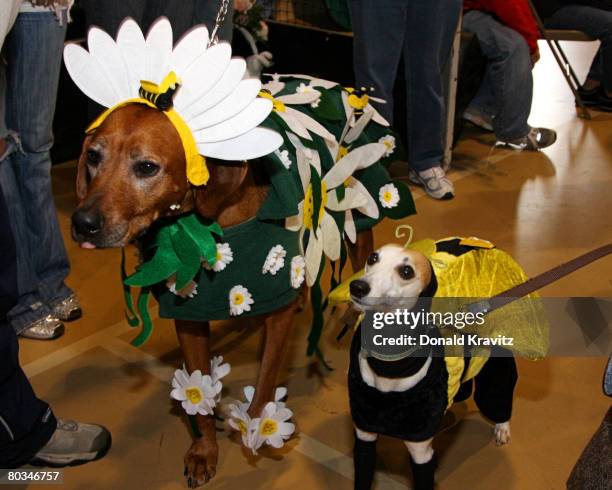 Reese, a 7-year-old Rhodesian Ridgeback and Devo, a 3-year-old Whippet dressed as a bee appear in the 17th Annual Woof N Paws Easter Fashion Show at...