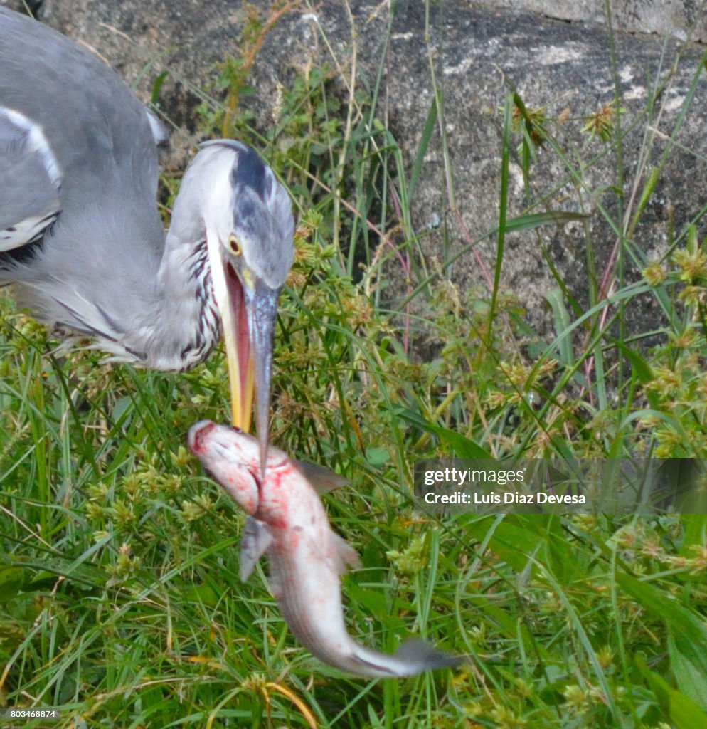 Heron with an fish in its beak.