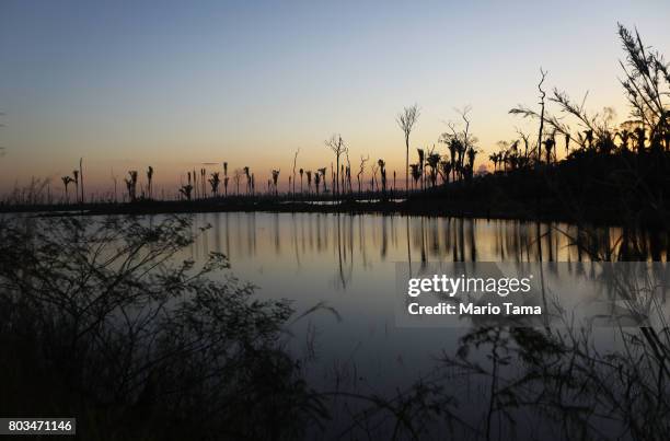 Dead trees stand in a recently deforested section of the Amazon rainforest on June 25, 2017 near Abuna, Rondonia state, Brazil. Deforestation, caused...