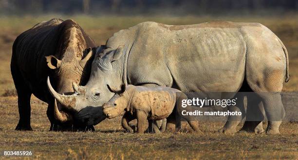 rinoceronte con bambino - rinoceronte foto e immagini stock