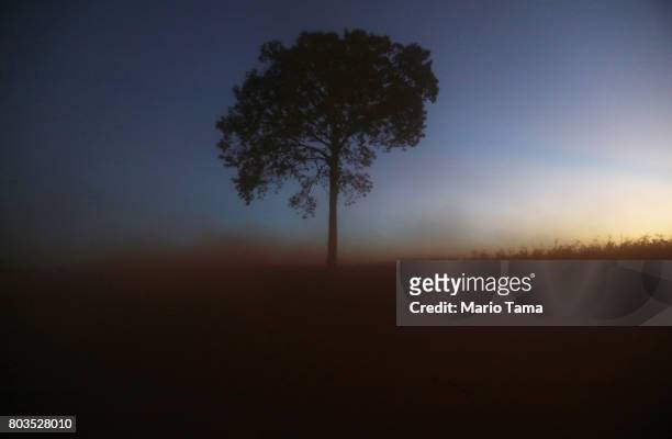 Lone tree stands in a deforested section of the Amazon rainforest on June 28, 2017 near Chupinguaia, Rondonia state, Brazil. Deforestation is...