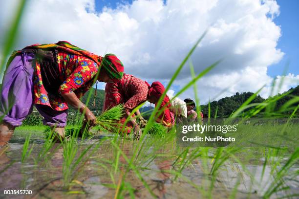 Nepalese farmer's plants Rice Samplings during the celebration of National Paddy Day &quot;ASHAD 15&quot; at Chhampi, Patan, Nepal on Thursday, June...